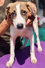 BALTHASAR, Hund, Mischlingshund in Rumänien - Bild 14