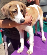 BALTHASAR, Hund, Mischlingshund in Rumänien - Bild 15