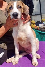 BALTHASAR, Hund, Mischlingshund in Rumänien - Bild 16