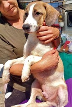 BALTHASAR, Hund, Mischlingshund in Rumänien - Bild 18