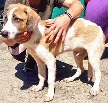 BALTHASAR, Hund, Mischlingshund in Rumänien - Bild 3