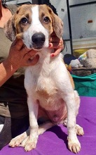 BALTHASAR, Hund, Mischlingshund in Rumänien - Bild 8