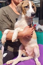 BALTHASAR, Hund, Mischlingshund in Rumänien - Bild 9