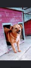 ARLO, Hund, Mischlingshund in Rumänien - Bild 1