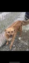ARLO, Hund, Mischlingshund in Rumänien - Bild 3