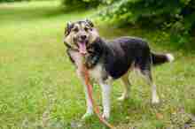 SHAGGY, Hund, Mischlingshund in Polen - Bild 1