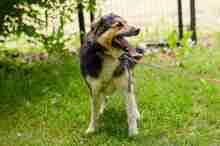 SHAGGY, Hund, Mischlingshund in Polen - Bild 3