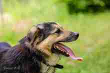 SHAGGY, Hund, Mischlingshund in Polen - Bild 4