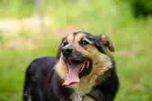SHAGGY, Hund, Mischlingshund in Polen - Bild 5