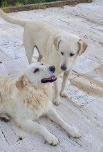 BRUNO, Hund, Labrador Retriever in Italien - Bild 2