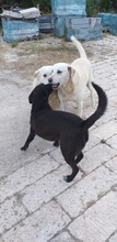 BRUNO, Hund, Labrador Retriever in Italien - Bild 4