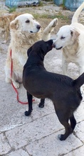 BRUNO, Hund, Labrador Retriever in Italien - Bild 5