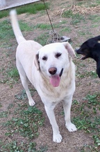 MAX, Hund, Labrador Retriever in Italien - Bild 1
