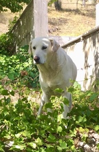 MAX, Hund, Labrador Retriever in Italien - Bild 7