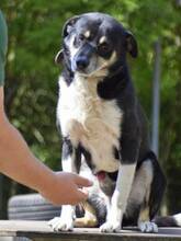 BOBI, Hund, Mischlingshund in Hamburg - Bild 4