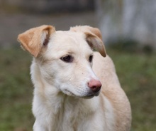 RAFAELA, Hund, Mischlingshund in Weilburg - Bild 10