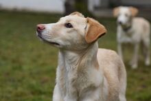 RAFAELA, Hund, Mischlingshund in Weilburg - Bild 11