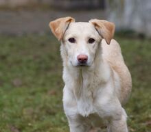 RAFAELA, Hund, Mischlingshund in Weilburg - Bild 12