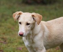 RAFAELA, Hund, Mischlingshund in Weilburg - Bild 13