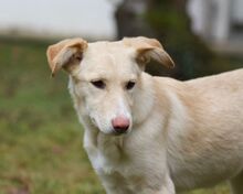 RAFAELA, Hund, Mischlingshund in Weilburg - Bild 14