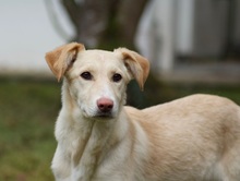 RAFAELA, Hund, Mischlingshund in Weilburg - Bild 8