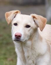 RAFAELA, Hund, Mischlingshund in Weilburg - Bild 9