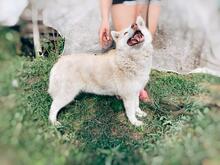 SONJA, Hund, Mischlingshund in Russische Föderation - Bild 5