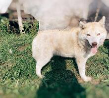 SONJA, Hund, Mischlingshund in Russische Föderation - Bild 6
