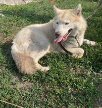 SONJA, Hund, Mischlingshund in Russische Föderation - Bild 8