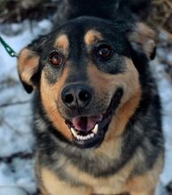 GELJA, Hund, Mischlingshund in Russische Föderation - Bild 1