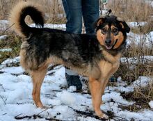 GELJA, Hund, Mischlingshund in Russische Föderation - Bild 10