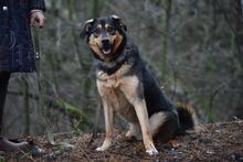 GELJA, Hund, Mischlingshund in Russische Föderation - Bild 11