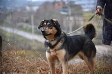 GELJA, Hund, Mischlingshund in Russische Föderation - Bild 12