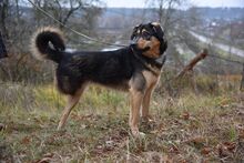 GELJA, Hund, Mischlingshund in Russische Föderation - Bild 13