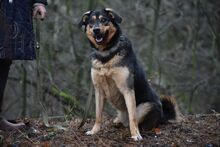 GELJA, Hund, Mischlingshund in Russische Föderation - Bild 2