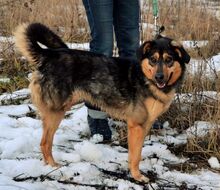 GELJA, Hund, Mischlingshund in Russische Föderation - Bild 4