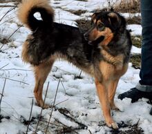 GELJA, Hund, Mischlingshund in Russische Föderation - Bild 5