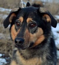 GELJA, Hund, Mischlingshund in Russische Föderation - Bild 6