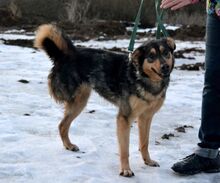 GELJA, Hund, Mischlingshund in Russische Föderation - Bild 7