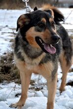 GELJA, Hund, Mischlingshund in Russische Föderation - Bild 9