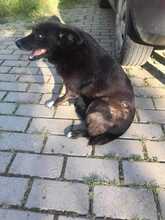 INNA, Hund, Mischlingshund in Rumänien - Bild 3