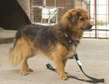 FIL, Hund, Mischlingshund in Rumänien - Bild 1