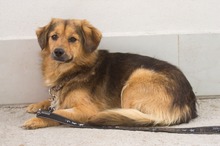 FIL, Hund, Mischlingshund in Rumänien - Bild 2