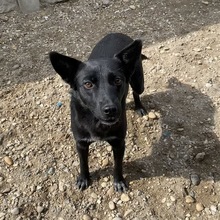 LORIN, Hund, Mischlingshund in Ungarn - Bild 4