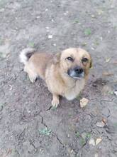 GARI, Hund, Mischlingshund in Bulgarien - Bild 1