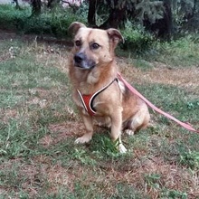 GARI, Hund, Mischlingshund in Bulgarien - Bild 2