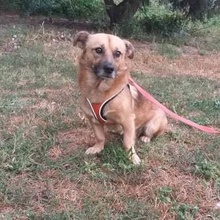GARI, Hund, Mischlingshund in Bulgarien - Bild 6