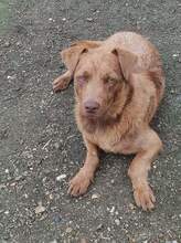 TOMY, Hund, Labrador-Mix in Rumänien - Bild 1