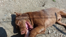 TOMY, Hund, Labrador-Mix in Rumänien - Bild 10