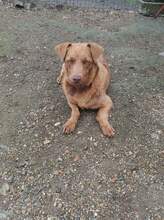 TOMY, Hund, Labrador-Mix in Rumänien - Bild 4